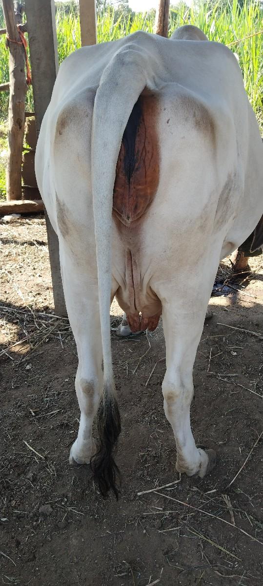 આ ગાય વેચવાની છે