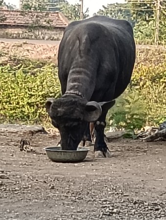 થંબનેલ 3