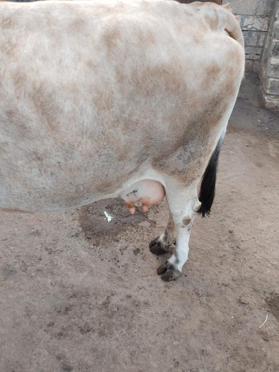 थंबनेल 2