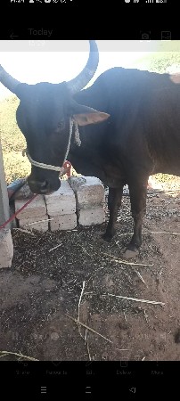 થંબનેલ 3