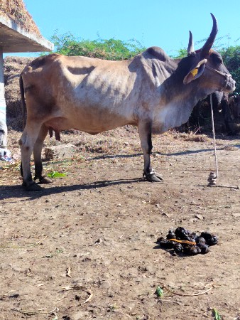 ગાય વેચવાની છે