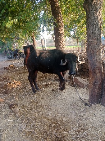 થંબનેલ 2