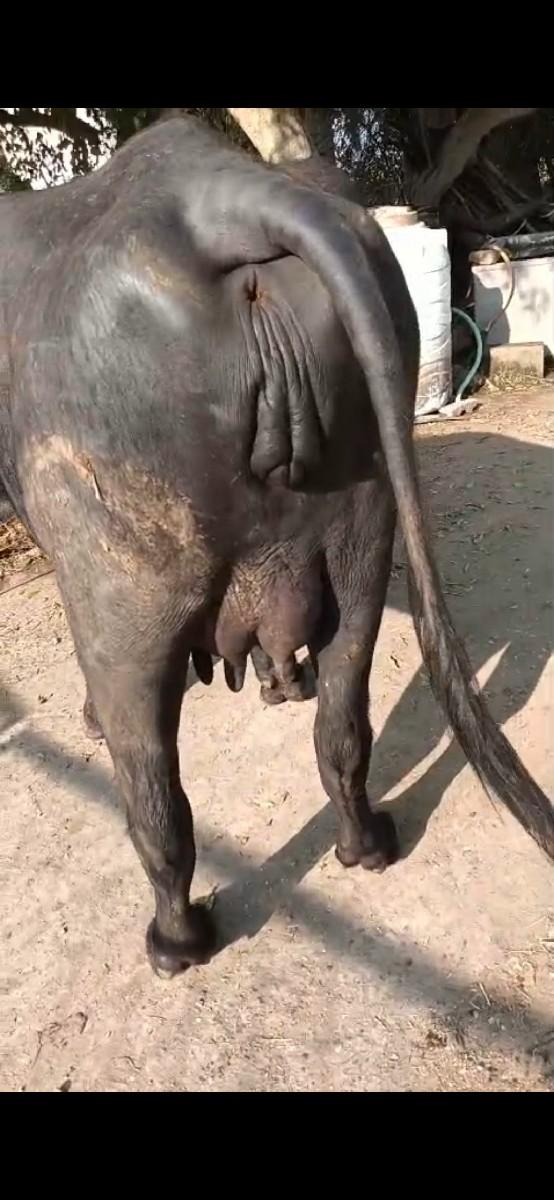 थंबनेल 3