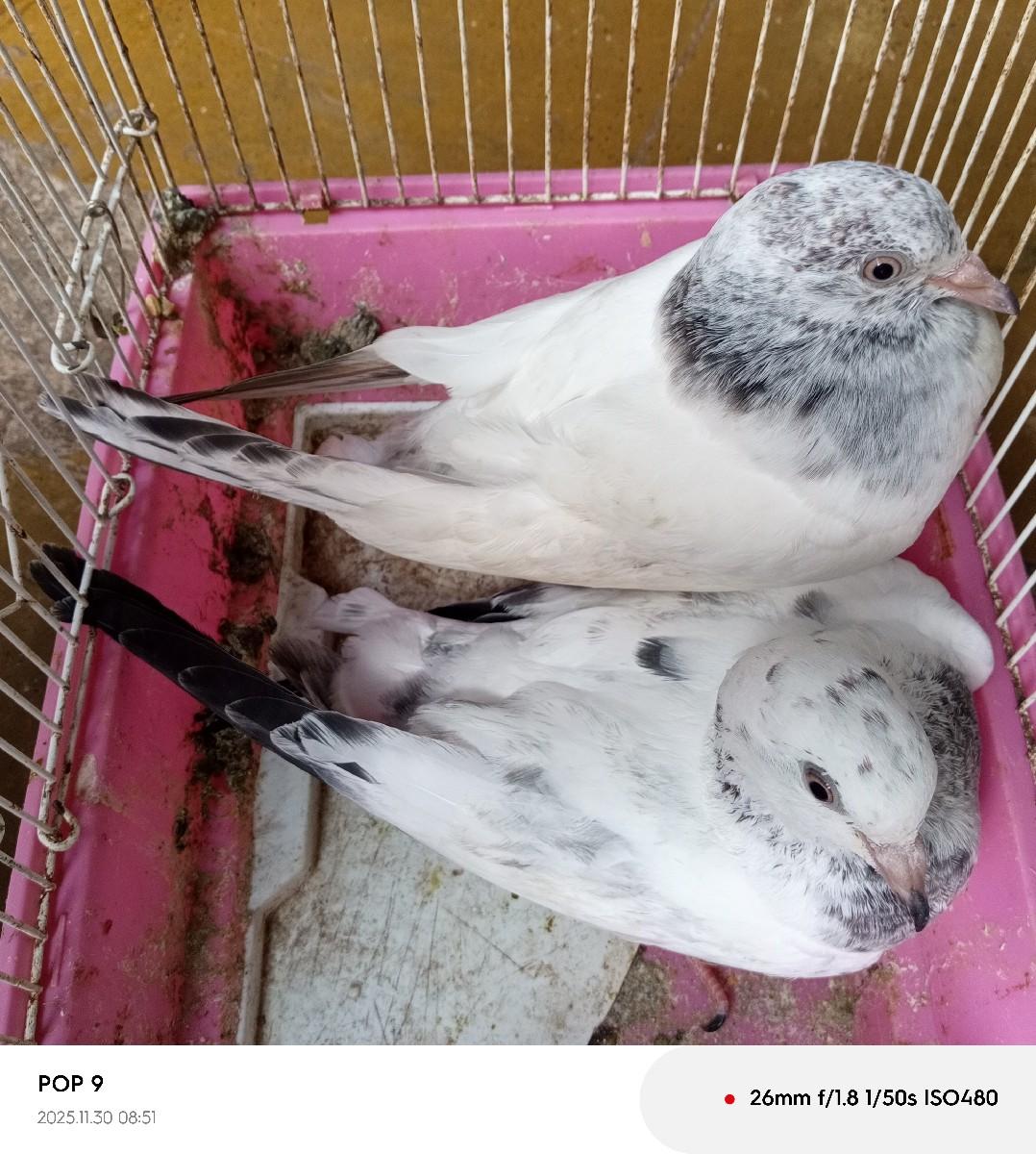 કબૂતર વેચવાના છે