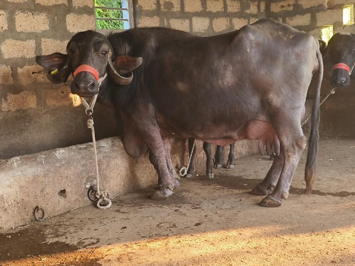 ભેંસ વેચવાની છે