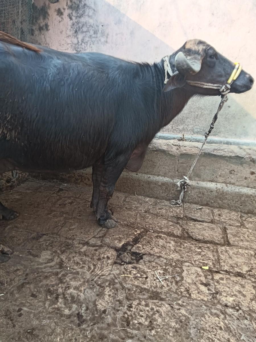 થંબનેલ 2