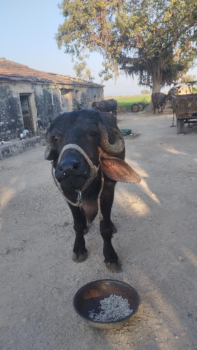 થંબનેલ 3