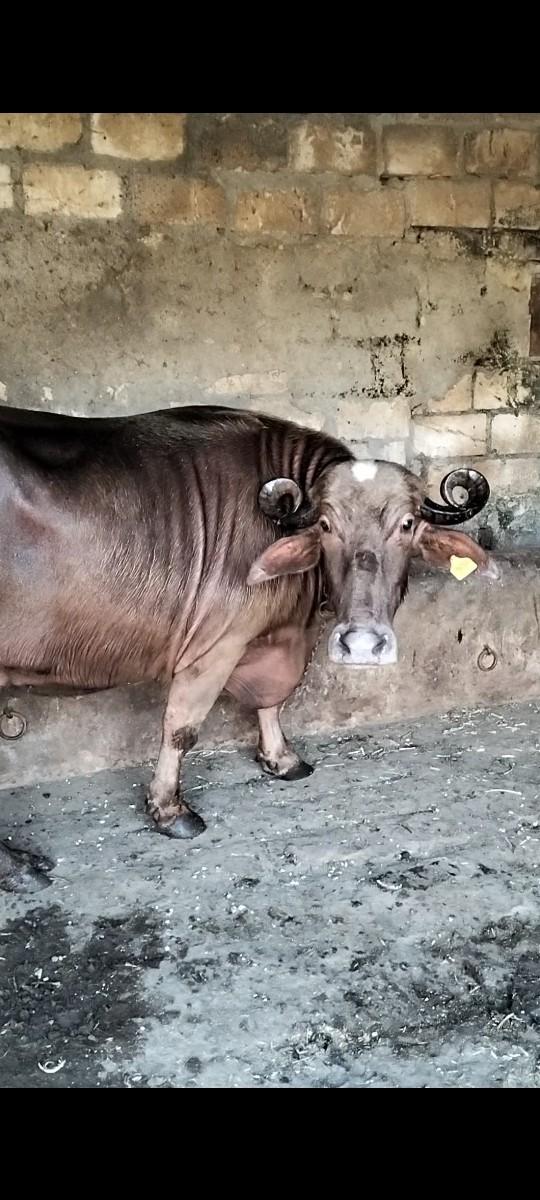 थंबनेल 2