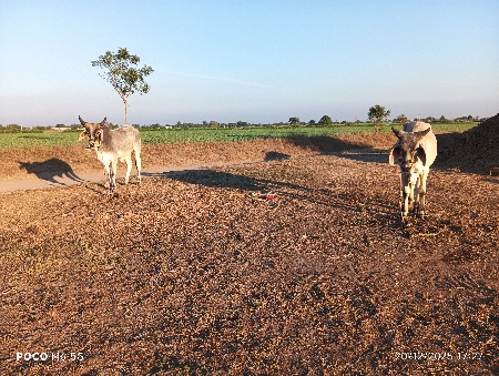 ગોઢલા વેચવાના
