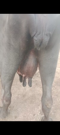 ત્રીજું વેતર