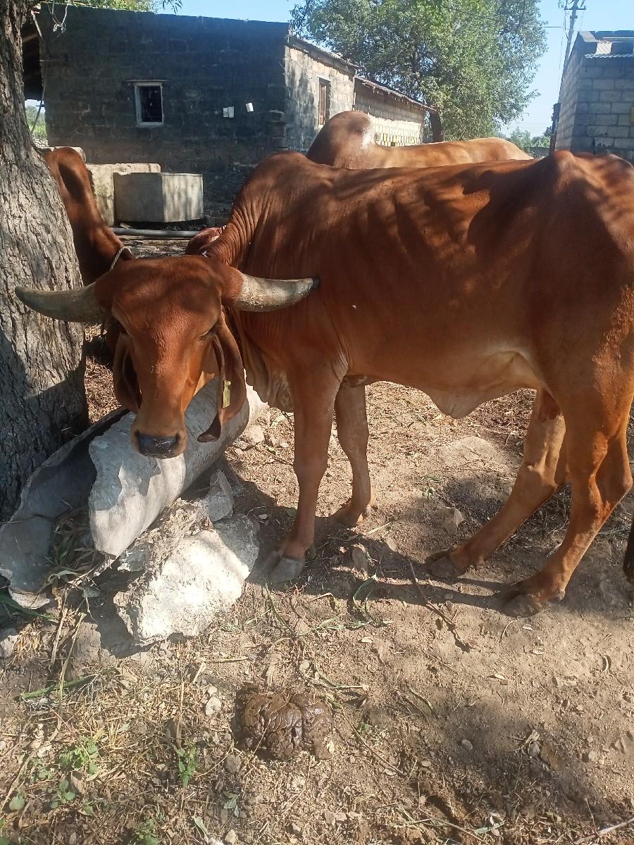 ગાય વેચવાની છે