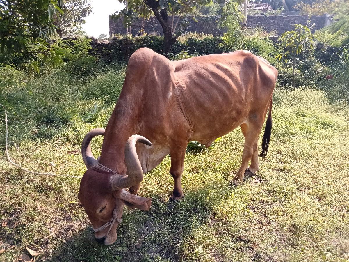 थंबनेल 2