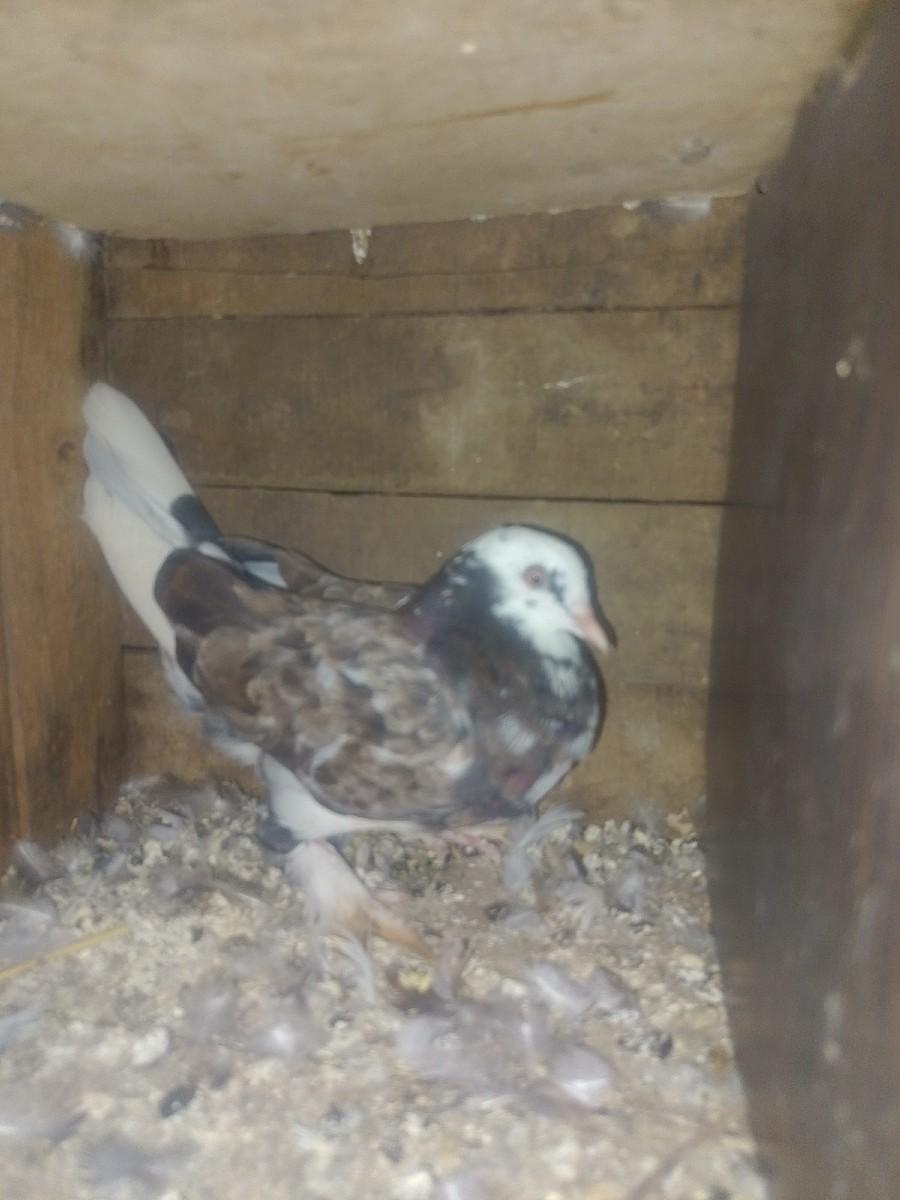 थंबनेल 3