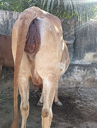 થંબનેલ 2