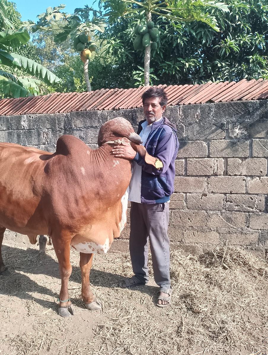 ગીર ગાય વેચવાની છે,