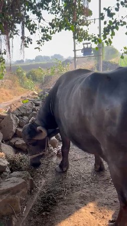 થંબનેલ 3