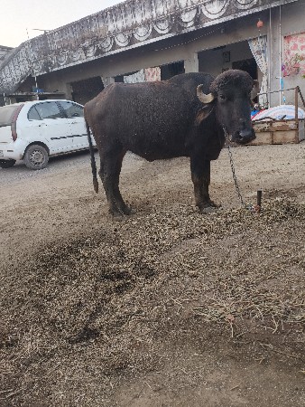 વેચવા ની છે ખડેલું