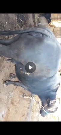 थंबनेल 1