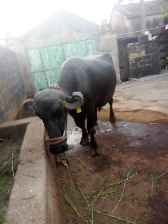 વેસવા ની છે