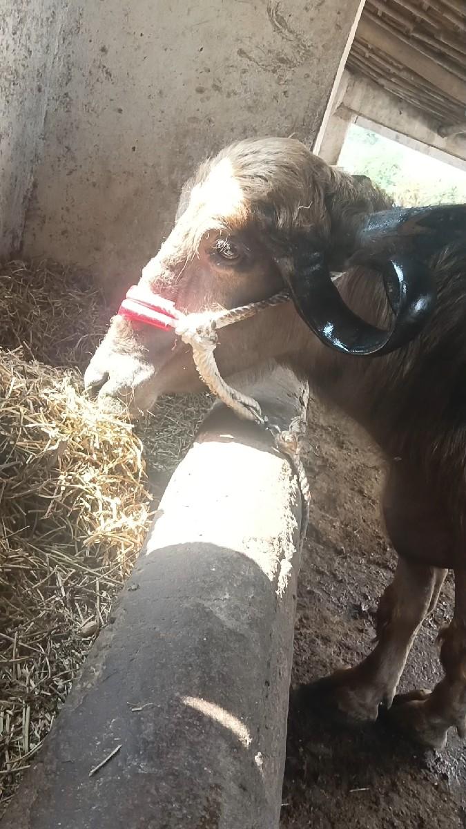 थंबनेल 2