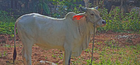 કાંકરેજ હોડકી