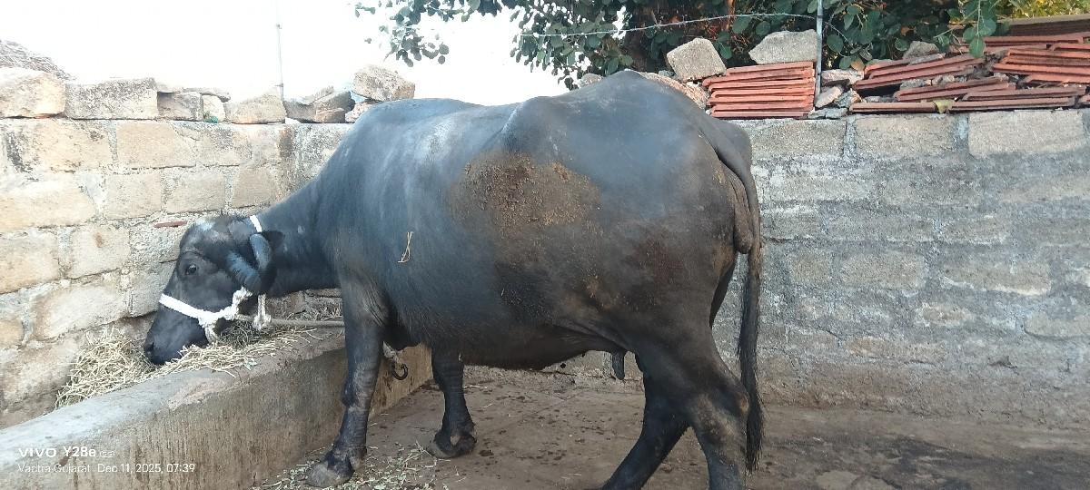 થંબનેલ 3