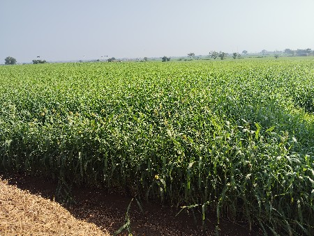 લીલુ વેચવા નુ છે