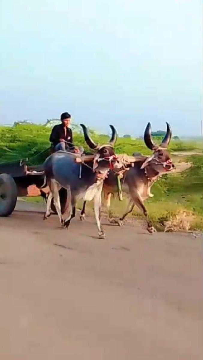 ભલાપુરા હાથી ગાડી જવાબદારી થી વેચ