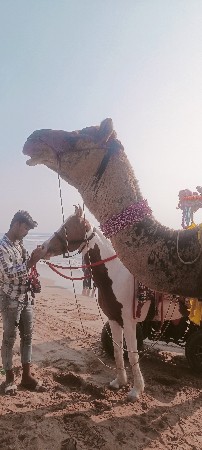 થંબનેલ 2