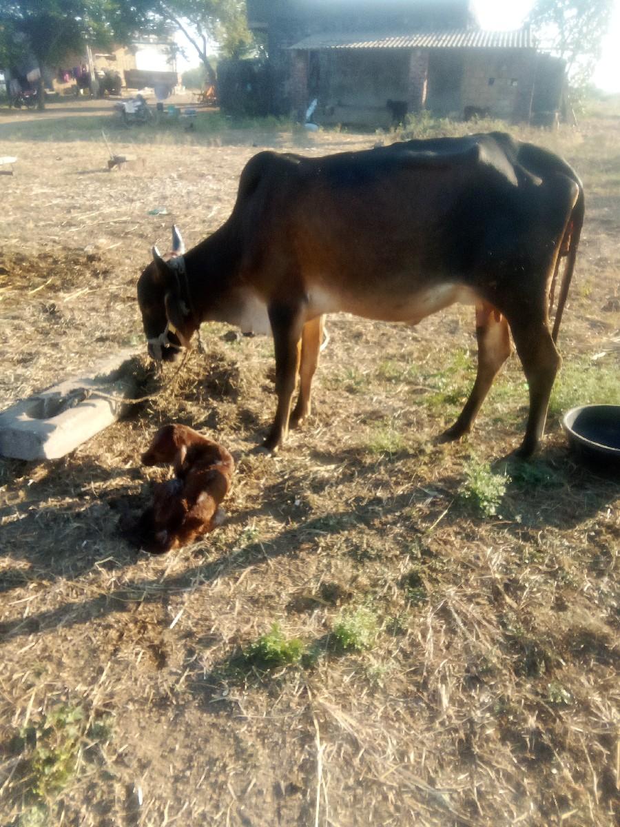 થંબનેલ 2