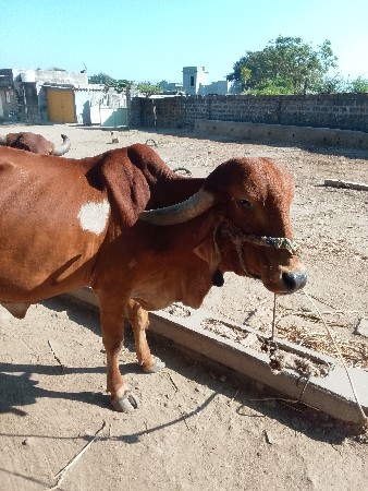ગાય વેચવા ની છે સાવ સોજી