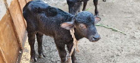 પાડૉ વહેંચવા નૉ સે