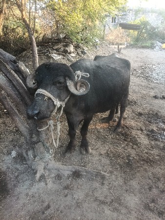 ભેંસ વેચવાની છે