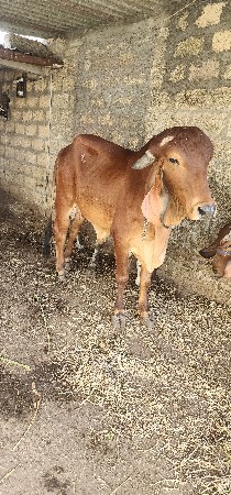 ગીર ગાય વેચાણની છે 8