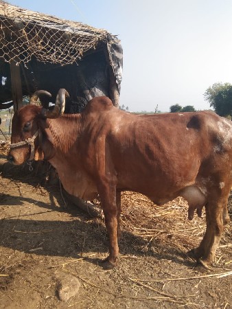 थंबनेल 3