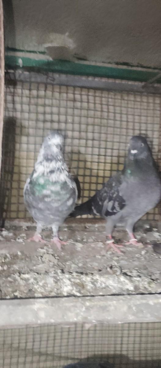 થંબનેલ 3