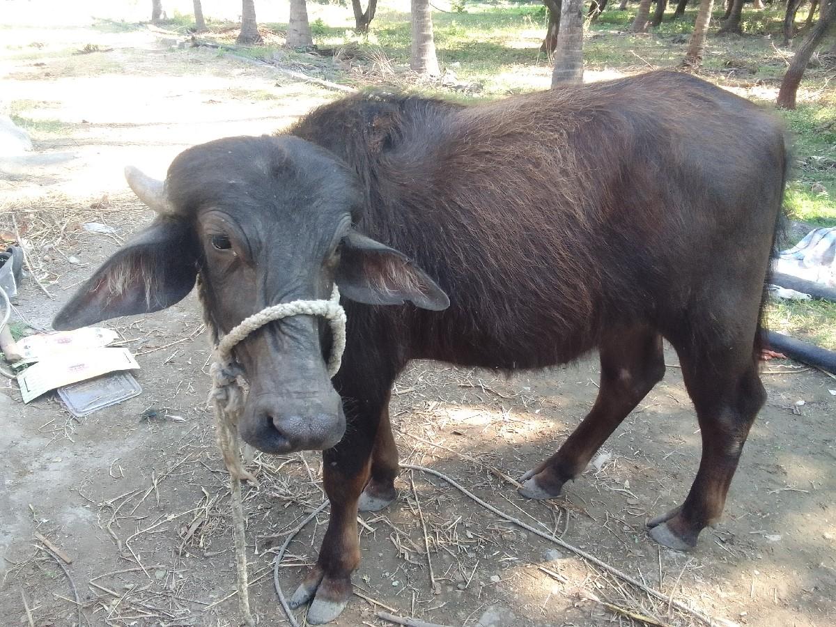 પાડો વેચવાનો છે