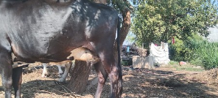 થંબનેલ 3