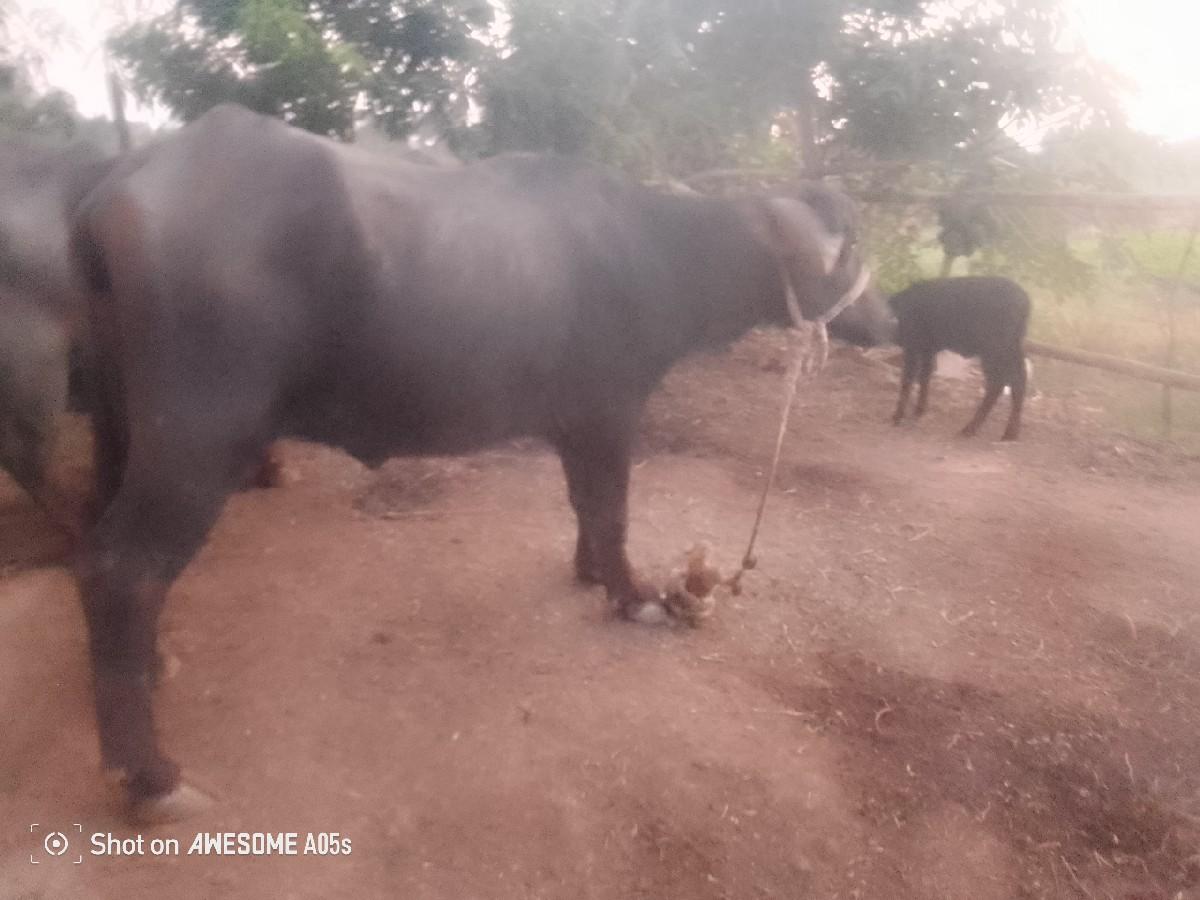 थंबनेल 2