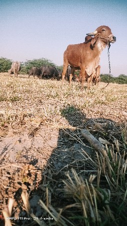 હોળકી વેસવાની હે