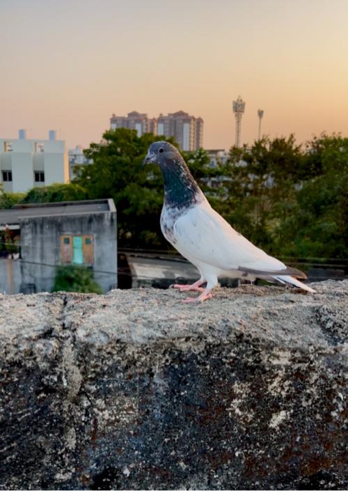 थंबनेल 2