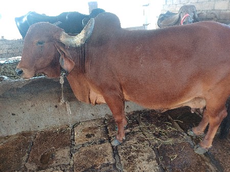 થંબનેલ 3