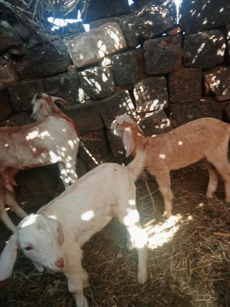 પથરી બકરી સાથે બે બચ્ચાને એક જ ભાવ