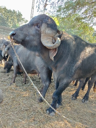 થંબનેલ 2