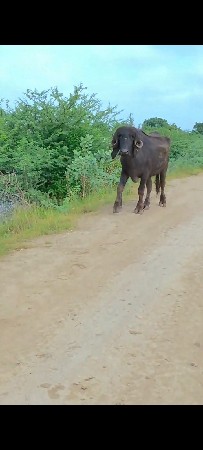 થંબનેલ 2