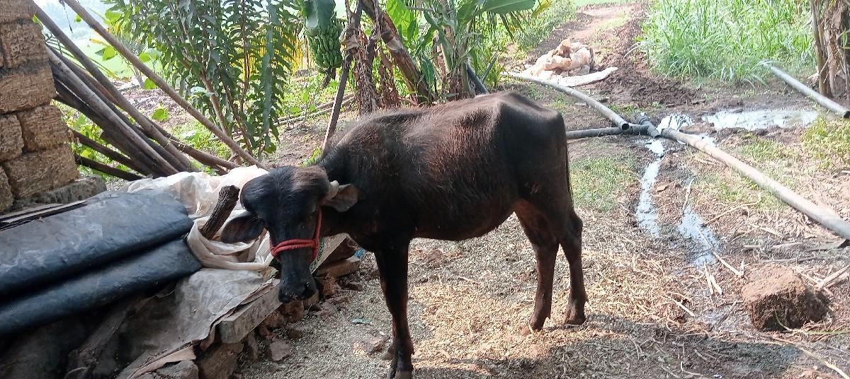 થંબનેલ 3