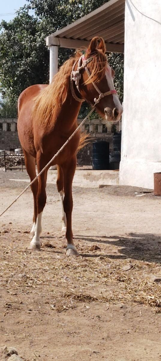 વછેરી વેચવાની છે