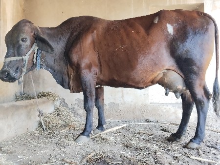 થંબનેલ 3