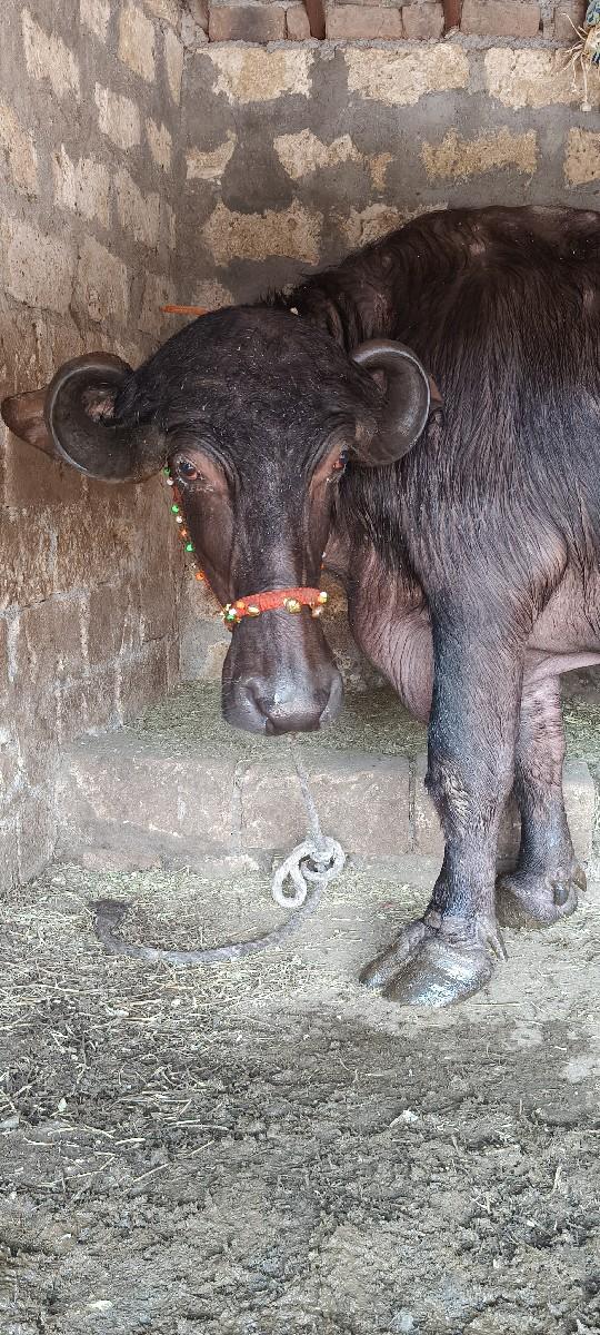 પેલા વેતરમાં ખડેલી વેચવાની છે