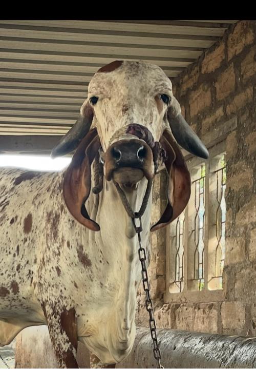 હોડકી ૧ લૂ વેતર 25 દિવસ ની કાસી